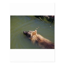 Grizzly Bear Swimming Postcard