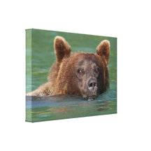 Grizzly Bear Swimming Stretched Canvas Prints