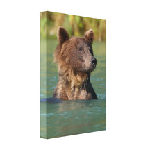 grizzly bear swimming stretched canvas prints