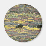 Grizzly bears, Denali National Park, Alaska Red fl Fridge Magnets