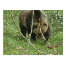 Grizzly Facts Post Card