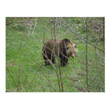 Grizzly Facts Post Card