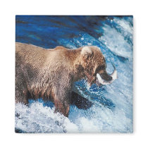 Grizzly Grabs Lunch Refrigerator Magnets