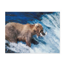 Grizzly Grabs Lunch Postcard