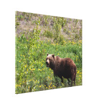 Grizzly in the Dandelions Gallery Wrap Canvas
