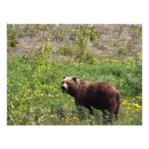 Grizzly in the Dandelions Photo Print
