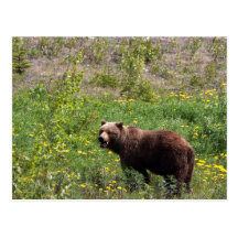 Grizzly in the Dandelions Postcard