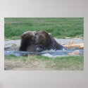 Grizzly's Fighting posters