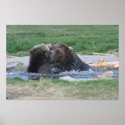 Grizzly's Fighting Poster by gjdm01