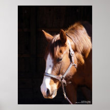 Gros caractères quarts de jument de cheval posters