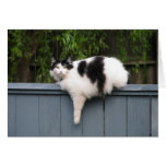 Gros chat sur la barrière cartes de vœux
