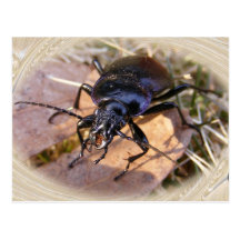 Ground Beetle 116 ~ postcard