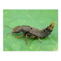 Ground Beetle Larva Postcard.