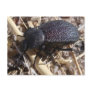 Ground Beetle Postcard