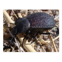 Ground Beetle Postcard