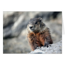 Ground Hog Cards