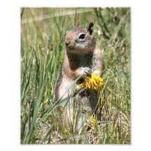 Ground Squirrel Holding Flower Art Photo
