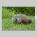 Groundhog cards