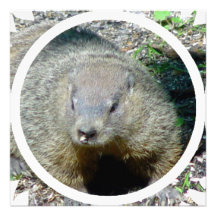 Groundhog Invitation