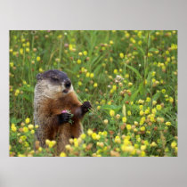 Groundhog Pose Posters