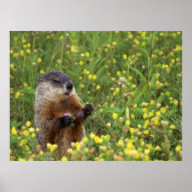 Groundhog Pose Posters