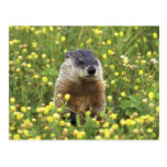 Groundhog Post Card