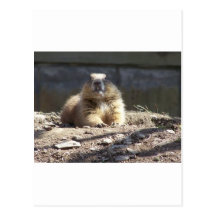 Groundhog Postcards