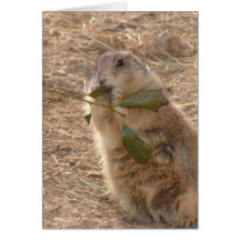 Groundhog's Day Card