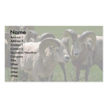 Group Of Bighorn Sheep Rams Business Card