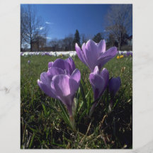 Group of crocuses at the Cornish Riviera Custom Flyer