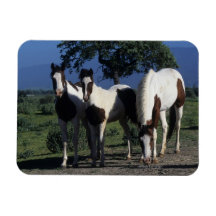 Group of Paint Horses Magnet