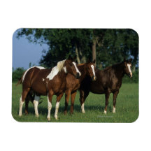 Group of Paint Horses Standing Vinyl Magnet