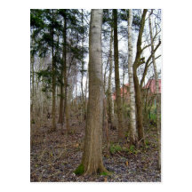Group Tree Trunk Postcards