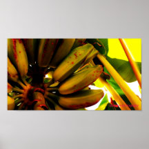 Groupe de banane affiches