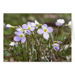 Groupe de Bluets minuscule Cartes