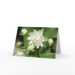 Growing Columbine Flowers Greeting Card