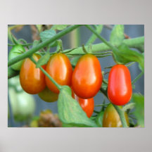 Growing Tomatoes Posters