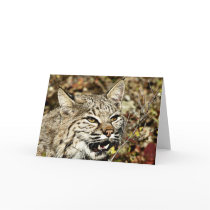 Growling Bobcat Greeting Cards