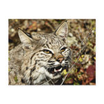 Growling Bobcat Post Card