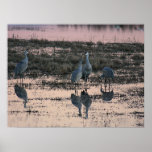 Grues de Sandhill au crépuscule Posters