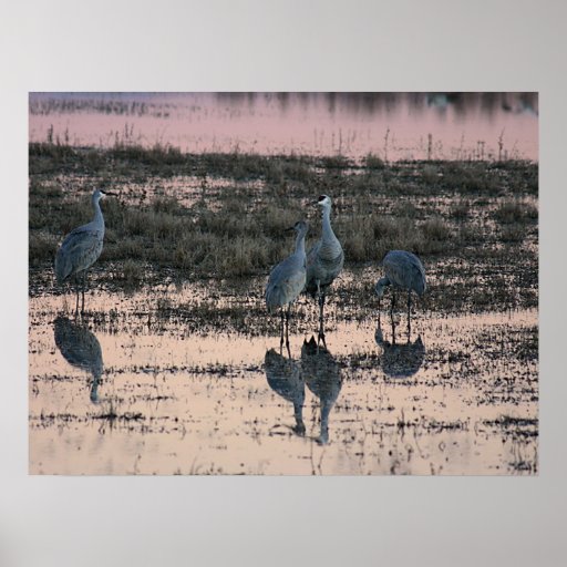 Grues de Sandhill au crépuscule Posters