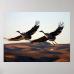 Grues de Sandhill au matin Posters