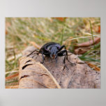 Gruesome Beetle ~ print