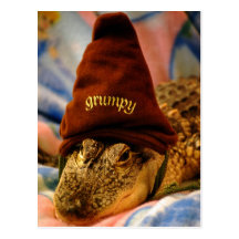 Grumpy Gator Postcard
