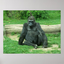 Grumpy Lowland Gorilla Posters