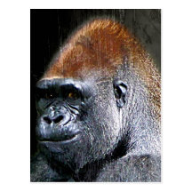 Grunge Lowland Gorilla Close-up Face Post Cards