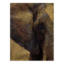 Grunge Parchment Majestic African Elephant Postcards