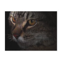 Grunge Tabby Cat Face in Shadow Post Card
