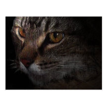 Grunge Tabby Cat Face in Shadow Post Card