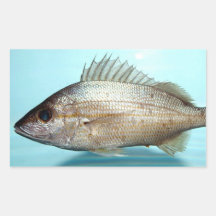 Grunt Fish Rectangle Stickers